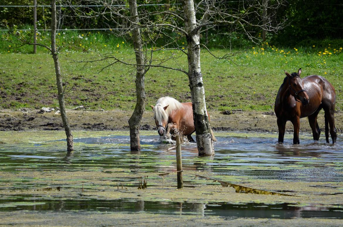 Haflinger Alladin - 17-05-2014 billede 3