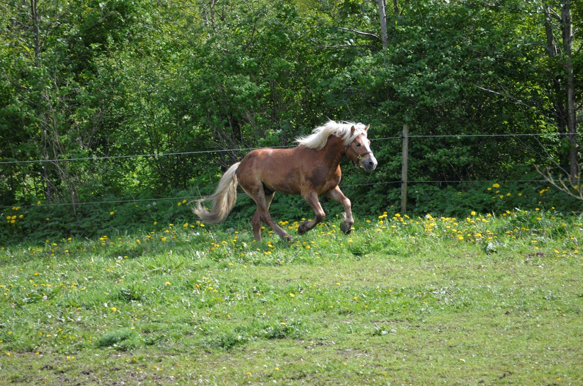 Haflinger Alladin - 17-05-2014 billede 4