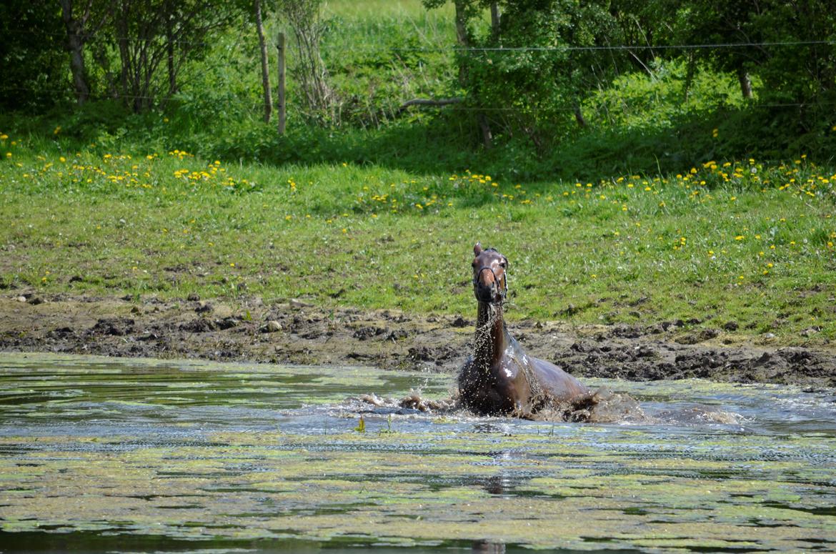 Anden særlig race Enghavegaards Fifty Cent - 17-05-2014 billede 10