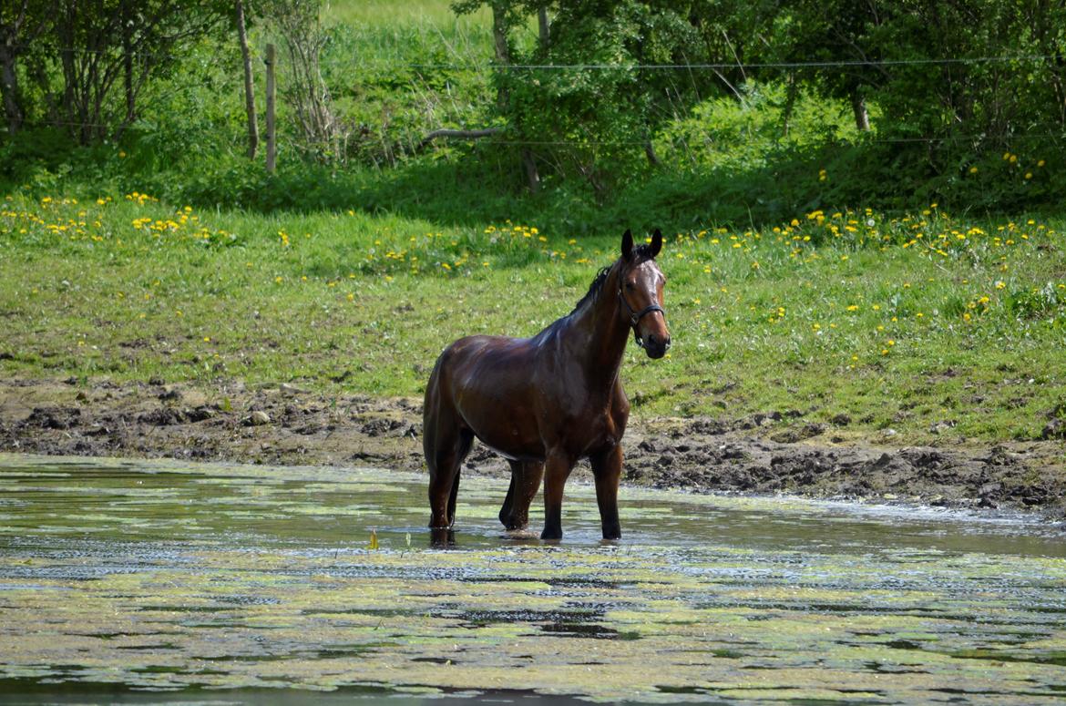 Anden særlig race Enghavegaards Fifty Cent - 17-05-2014 billede 11