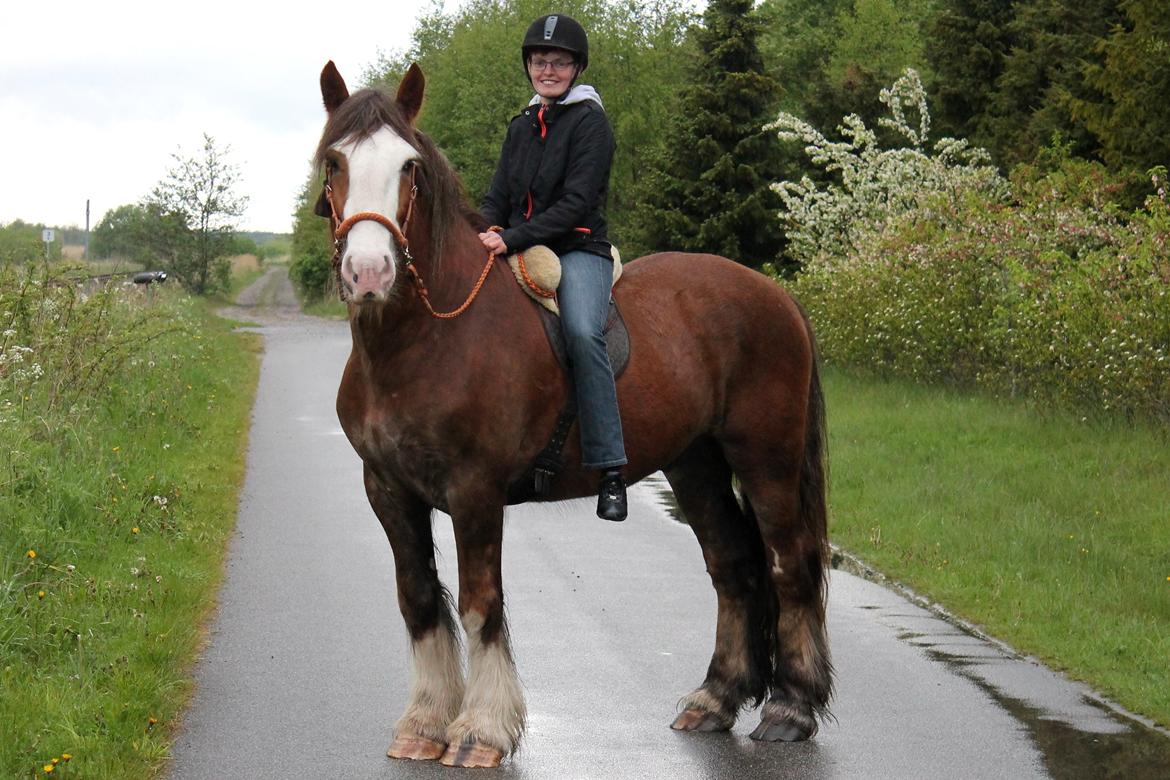 Irish Cob Troelsegaardens Caffrey (Joey) - 12/05-14 billede 22