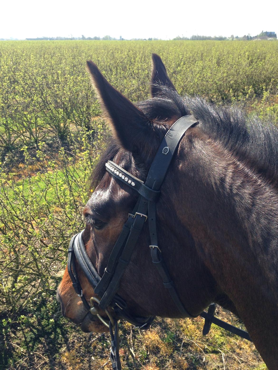 Dansk Varmblod Don Lucifer Di Maltractare billede 19