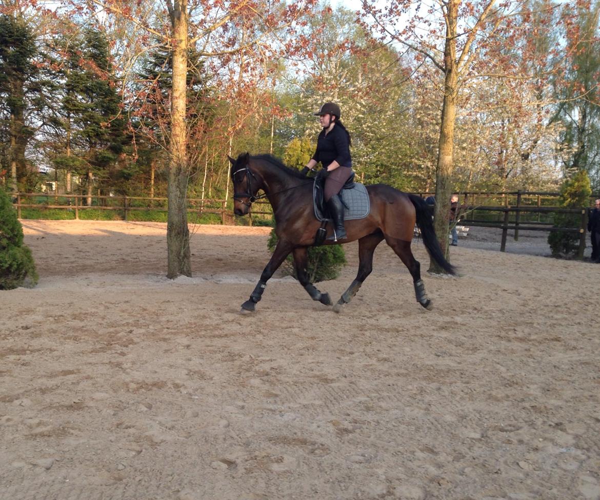 Dansk Varmblod Don Lucifer Di Maltractare billede 18