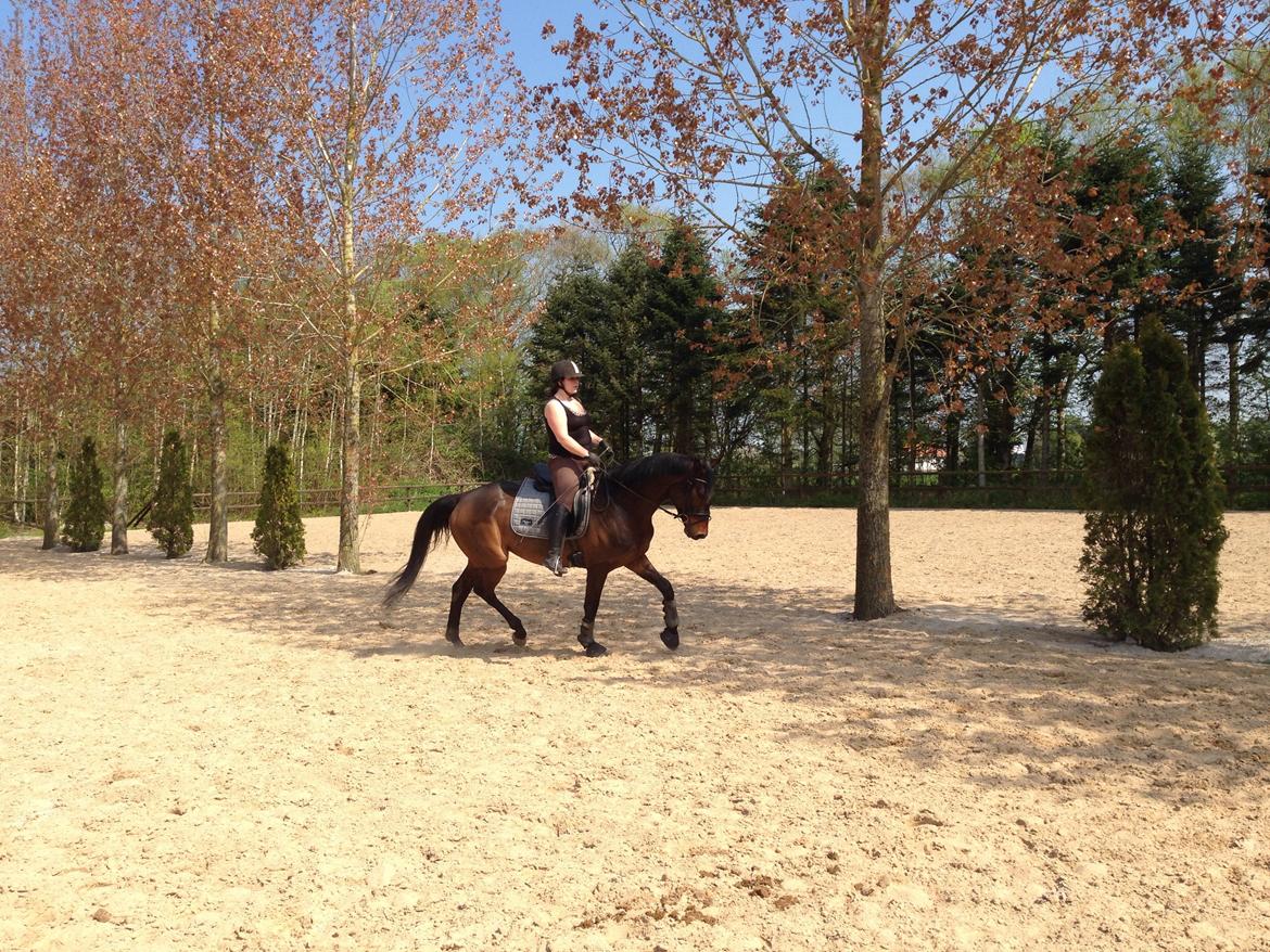 Dansk Varmblod Don Lucifer Di Maltractare billede 23