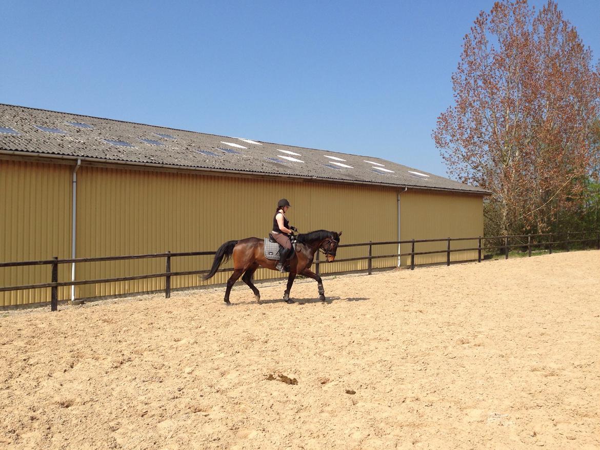 Dansk Varmblod Don Lucifer Di Maltractare billede 24