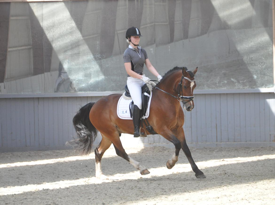 Welsh Cob (sec D) Lindbergs Milton B-PONY billede 16