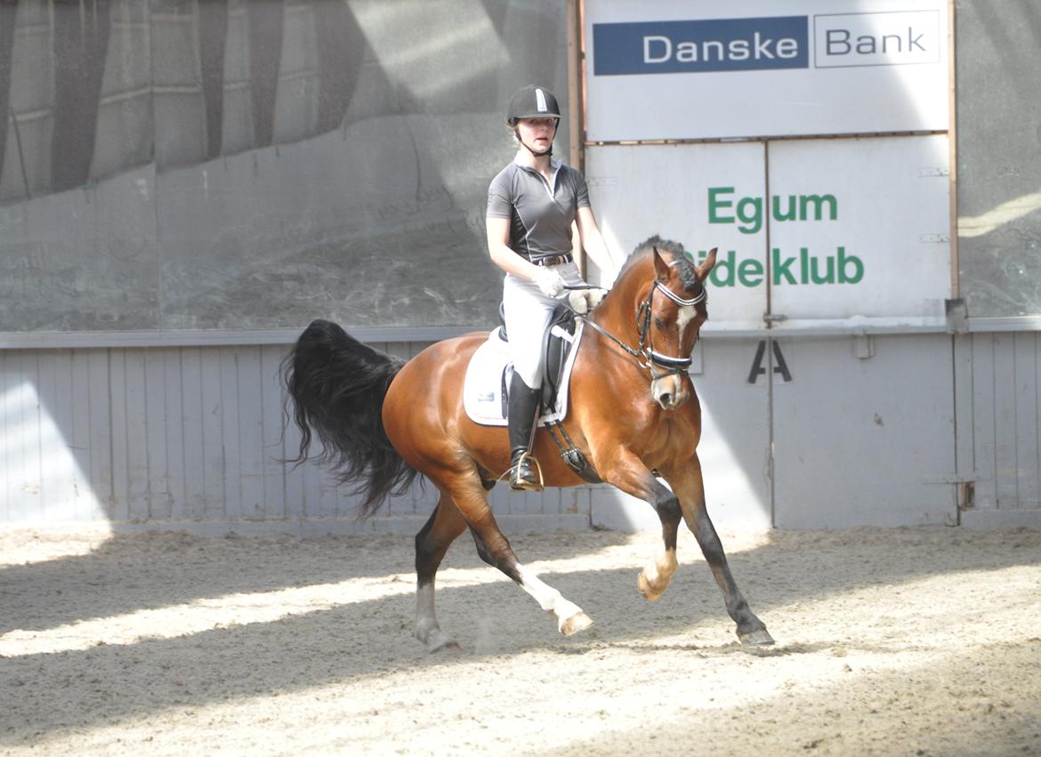 Welsh Cob (sec D) Lindbergs Milton B-PONY billede 19