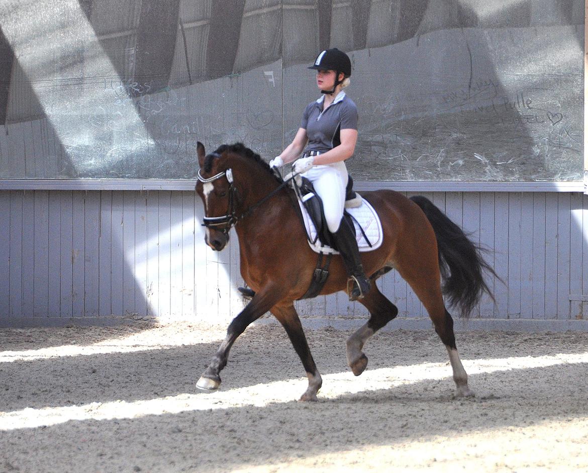 Welsh Cob (sec D) Lindbergs Milton B-PONY billede 33