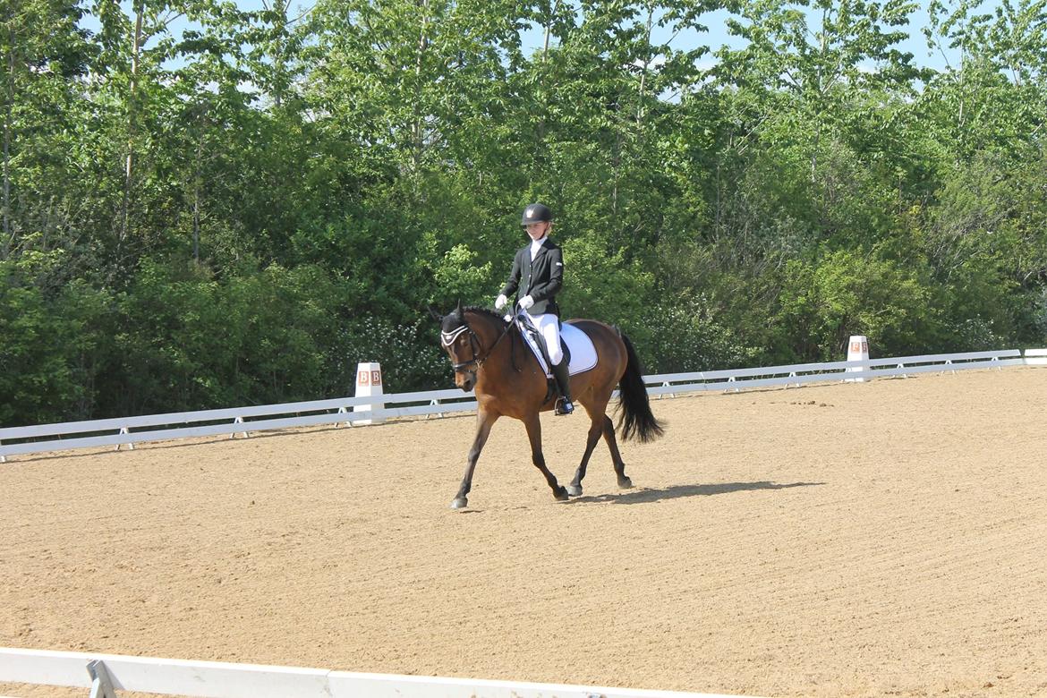 Anden særlig race Coco  - Indridning til sejr i HRV CUP 2014!<33 billede 3