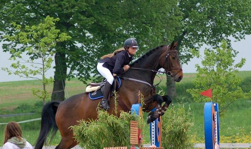 Holstener Aloa Lyngriis billede 2