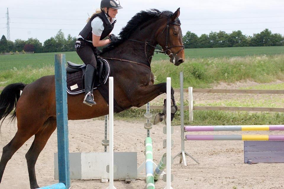 Holstener Aloa Lyngriis billede 5