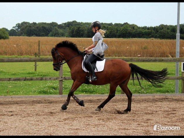 New Forest Firfod Fielfraz billede 5