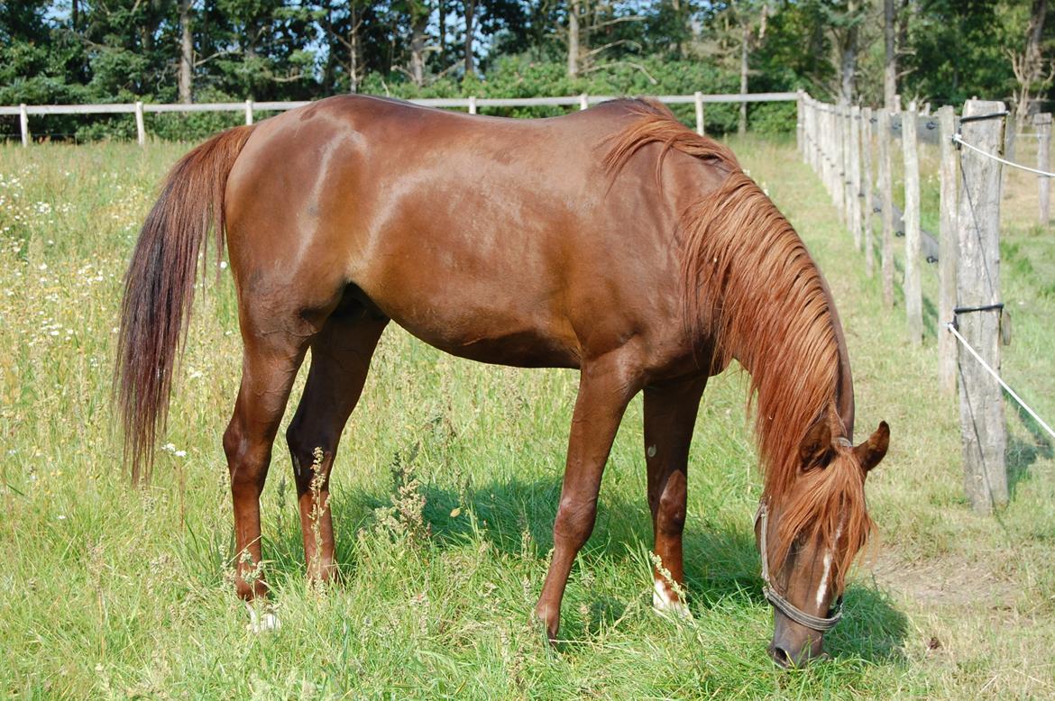 Arabisk fuldblod (OX) Sadeek billede 13
