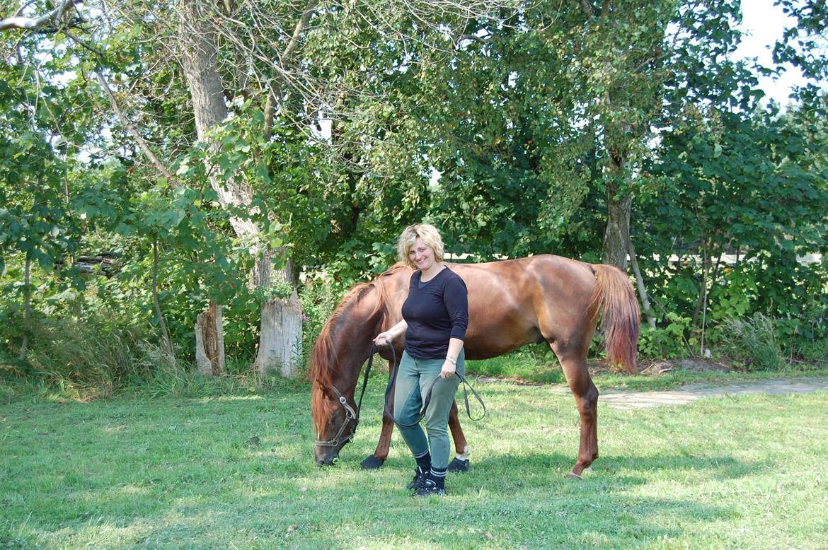 Arabisk fuldblod (OX) Sadeek billede 12