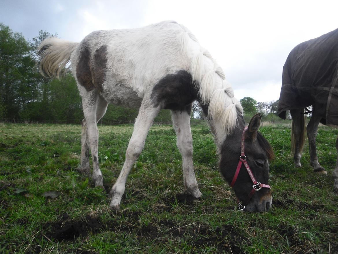 Pinto Araber JH Allonzy *Solgt* R.I.P. 18-01-2017 billede 18