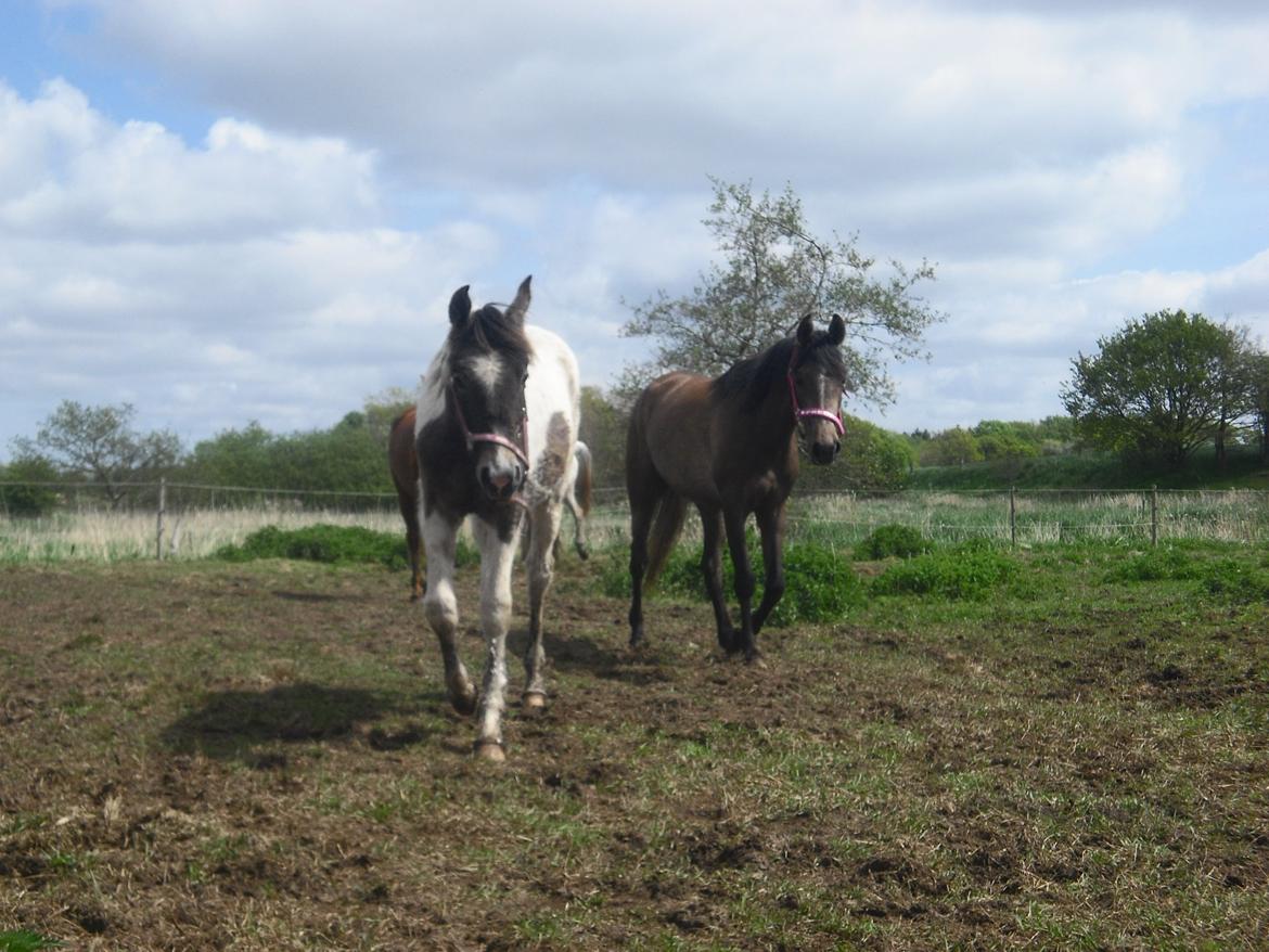 Pinto Araber JH Allonzy *Solgt* R.I.P. 18-01-2017 billede 19