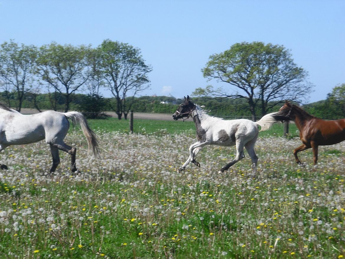 Pinto Araber JH Allonzy *Solgt* R.I.P. 18-01-2017 billede 20