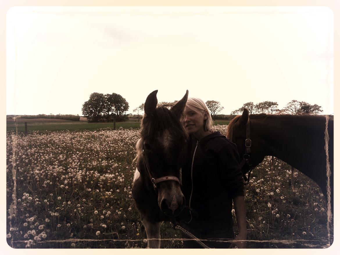 Pinto Araber JH Allonzy *Solgt* R.I.P. 18-01-2017 billede 22