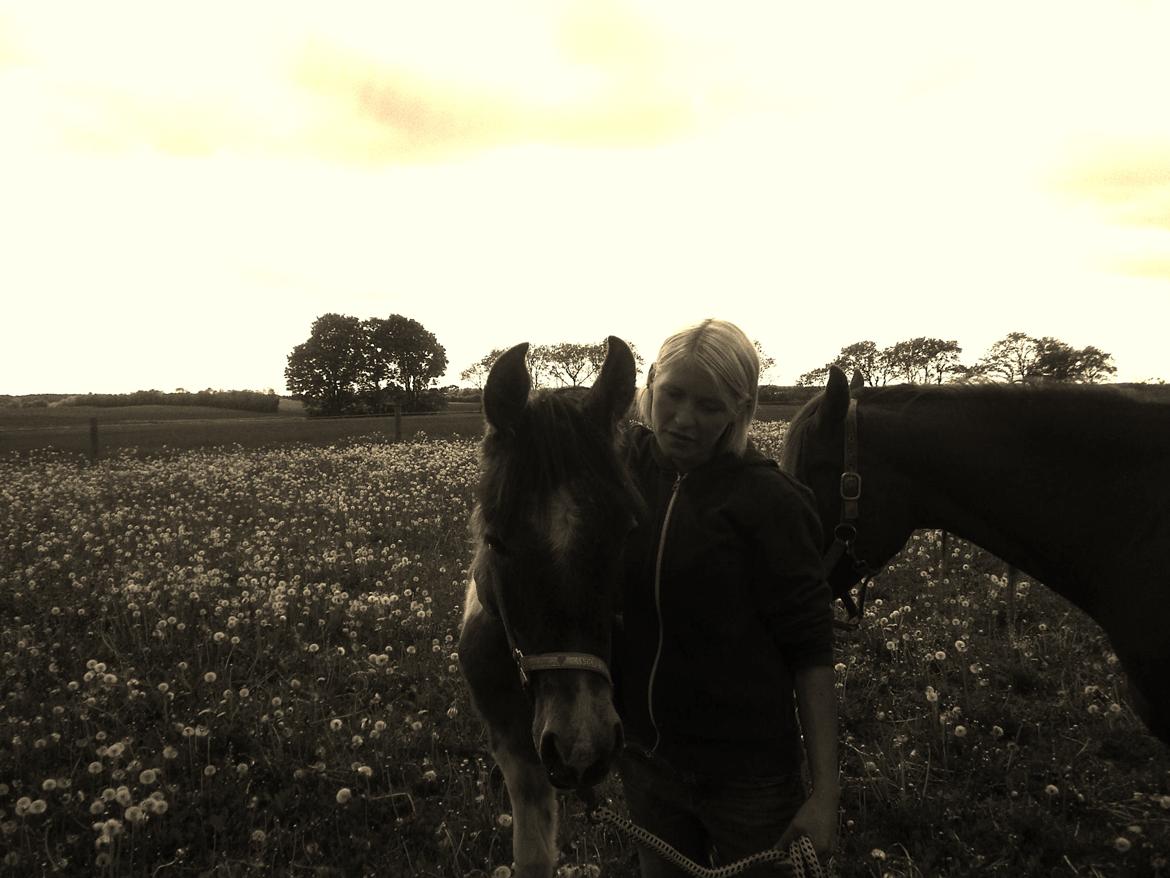 Pinto Araber JH Allonzy *Solgt* R.I.P. 18-01-2017 billede 23