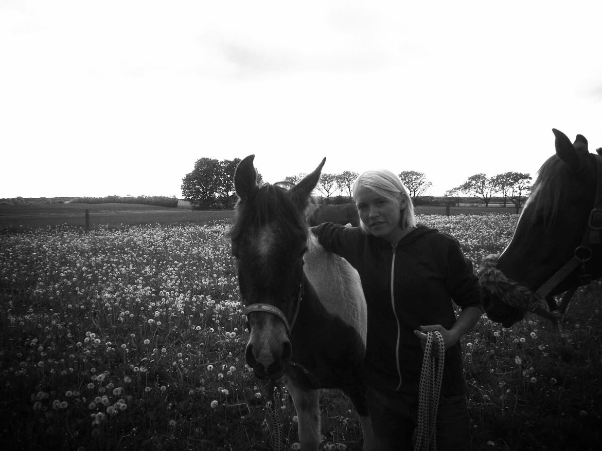 Pinto Araber JH Allonzy *Solgt* R.I.P. 18-01-2017 billede 21