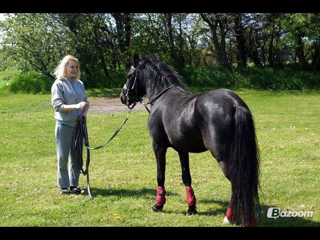 Anden særlig race Viknir (tidl. Hest) billede 15