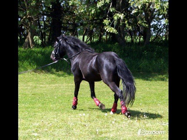 Anden særlig race Viknir (tidl. Hest) billede 16