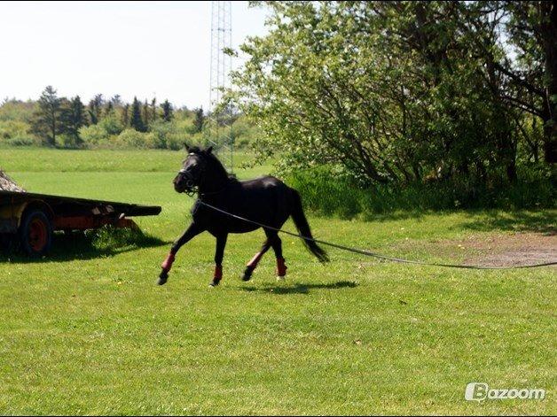 Anden særlig race Viknir (tidl. Hest) billede 18