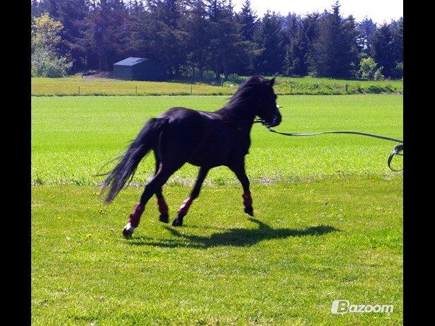 Anden særlig race Viknir (tidl. Hest) billede 19
