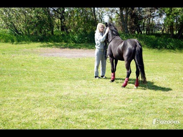 Anden særlig race Viknir (tidl. Hest) billede 20