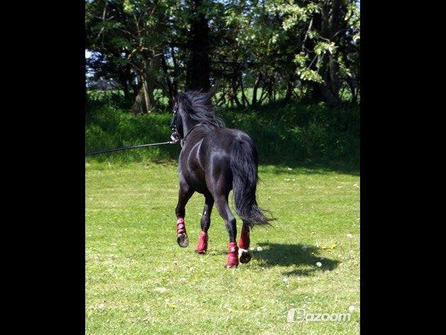 Anden særlig race Viknir (tidl. Hest) billede 21