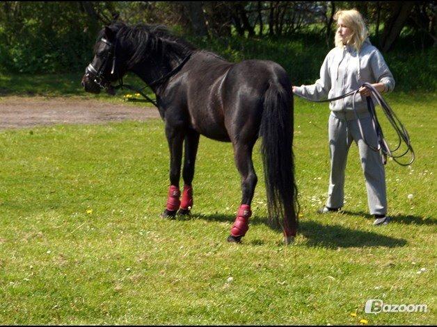 Anden særlig race Viknir (tidl. Hest) billede 22