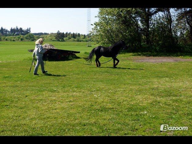 Anden særlig race Viknir (tidl. Hest) billede 23