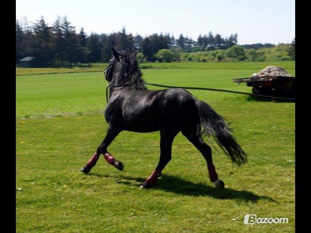 Anden særlig race Viknir (tidl. Hest) billede 26