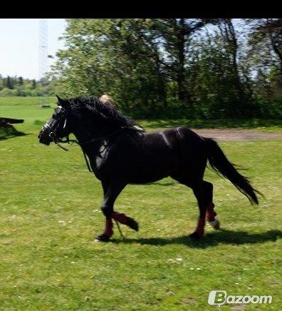 Anden særlig race Viknir (tidl. Hest) billede 25