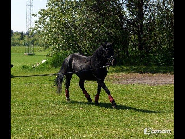 Anden særlig race Viknir (tidl. Hest) billede 27