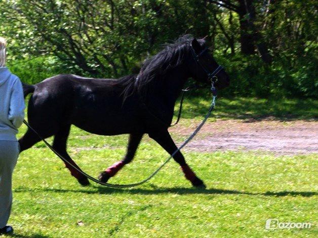 Anden særlig race Viknir (tidl. Hest) billede 28