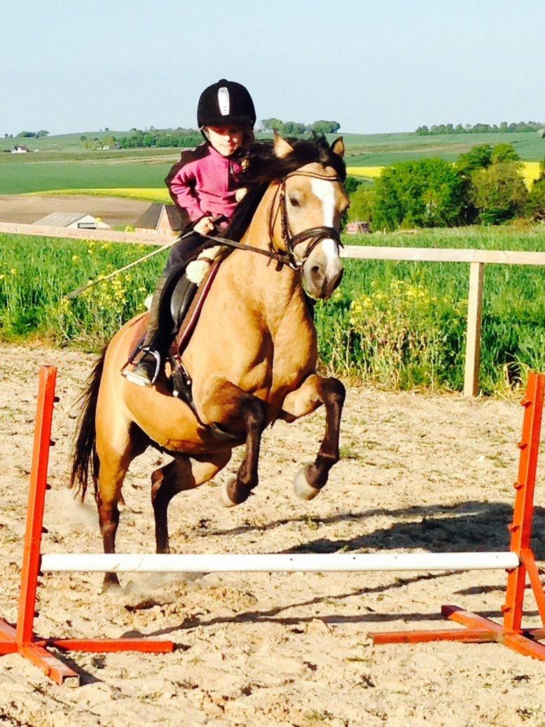 Anden særlig race Damgårds Maggie billede 15