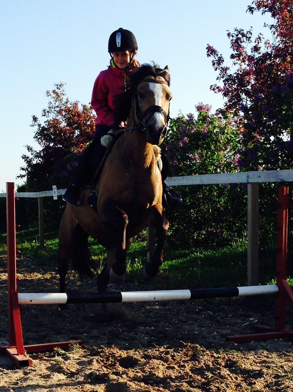 Anden særlig race Damgårds Maggie billede 17