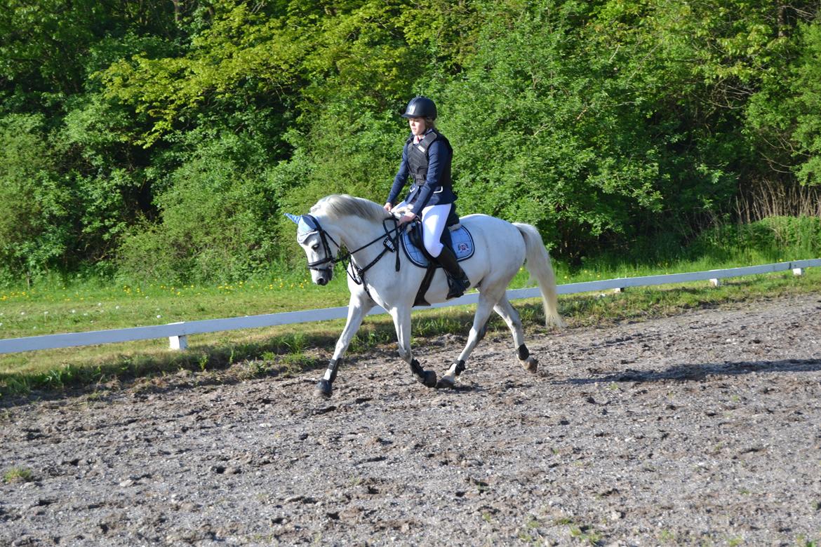 Welsh Pony (sec B) Kirkelodgaard's milton billede 6