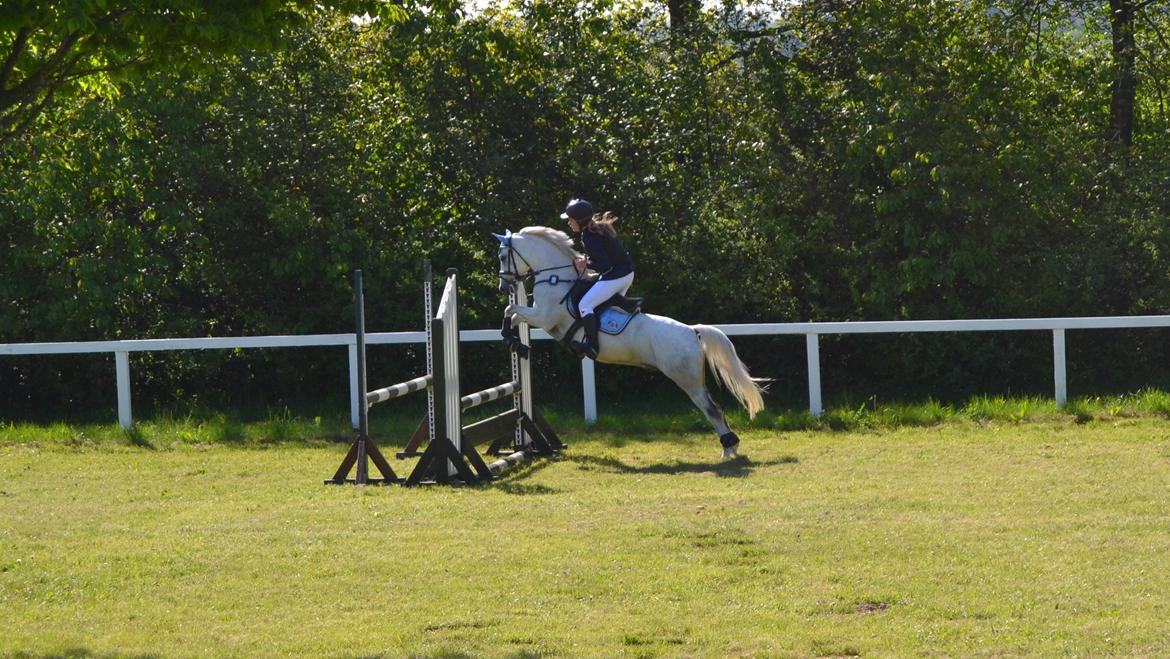 Welsh Pony (sec B) Kirkelodgaard's milton - Stævne på Dalumgård d. 17.05.14 billede 1