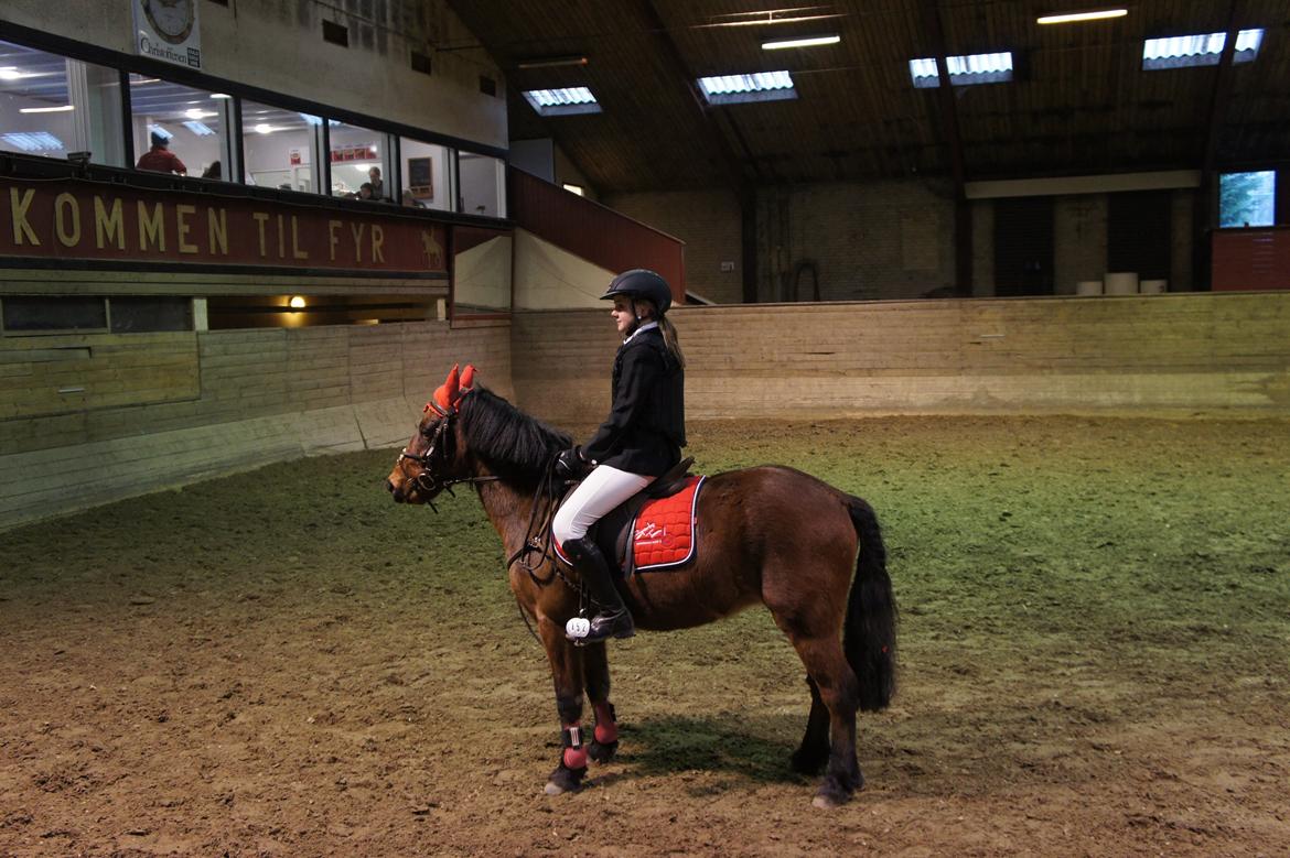 Anden særlig race Romze - til C-stævne i FYR præmie overrækkelse. 2.Plads billede 14