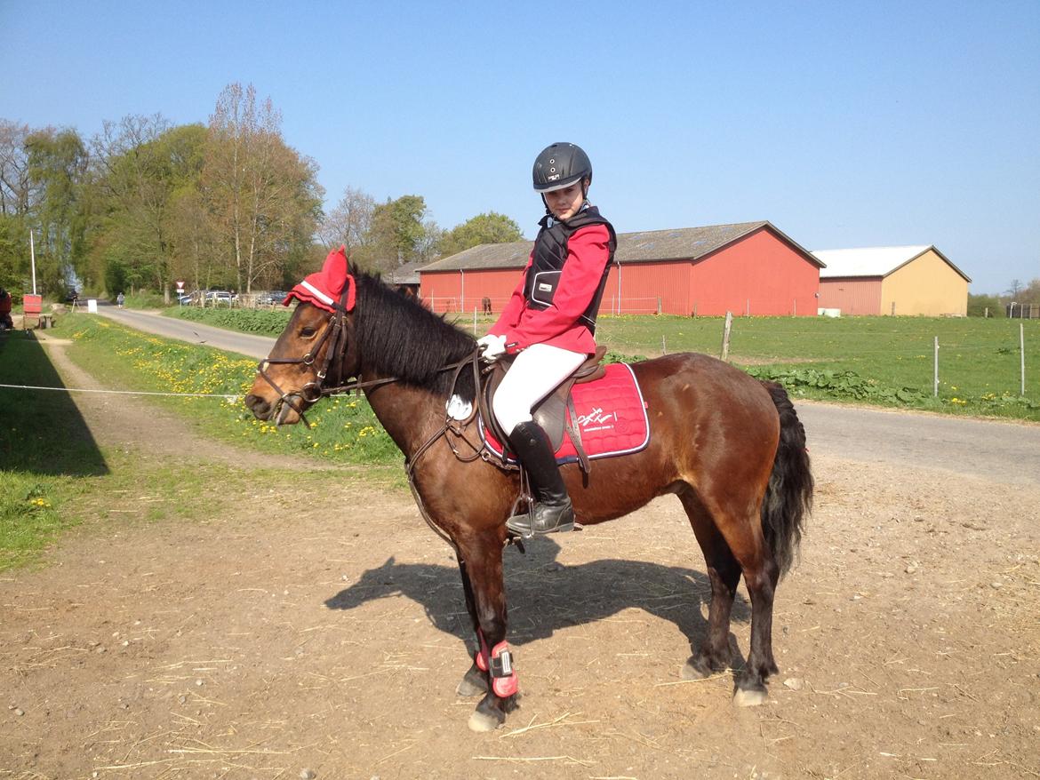 Anden særlig race Romze - Til stævn i SMIR billede 21