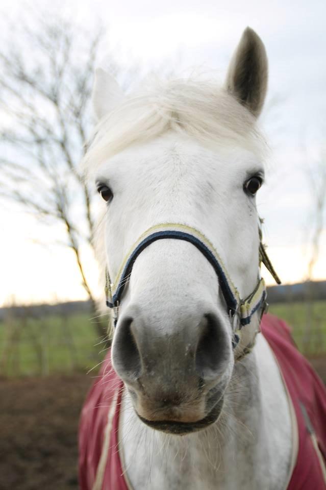 Connemara Drummond Laura billede 3