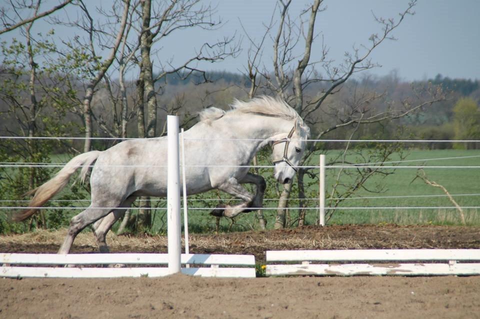 Connemara Drummond Laura - Vilbasse<3 billede 10