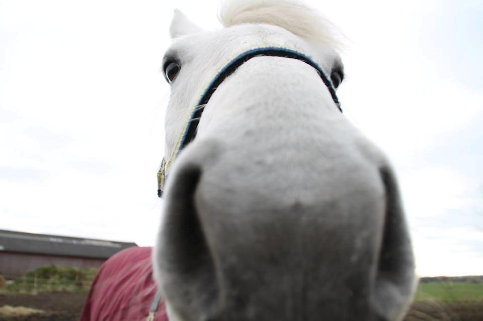 Connemara Drummond Laura - Fjolle<3 billede 11