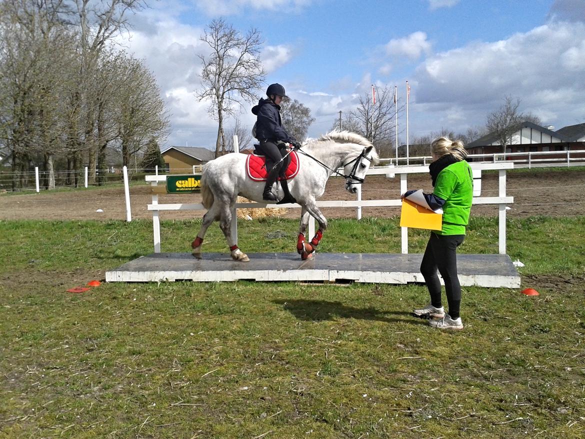 Connemara Drummond Laura - TREC billede 17