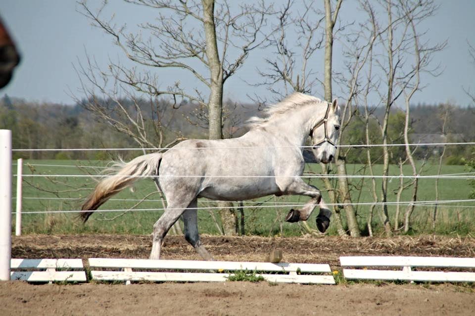 Connemara Drummond Laura - UUUH den gallop<3 billede 8
