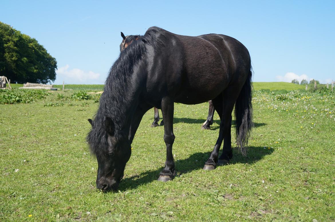 Dartmoor Valle af Fæbæk billede 12
