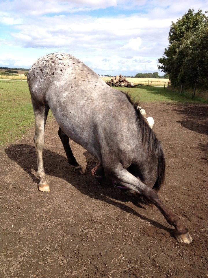 Knabstrupper elmelunds lua lani solgt billede 19