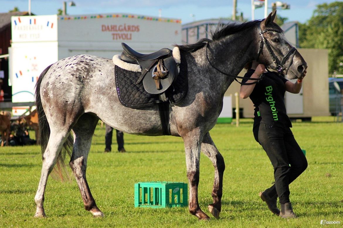 Knabstrupper elmelunds lua lani solgt billede 20